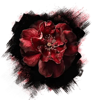 A Flower for Sophie